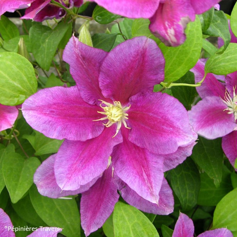 Waldrebe Hania - Clematis (Flowering)