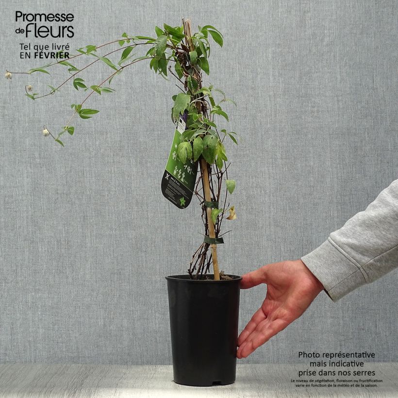 Example of Waldrebe Hudson River - Clematis Topf mit 2L/3L as you get in automne