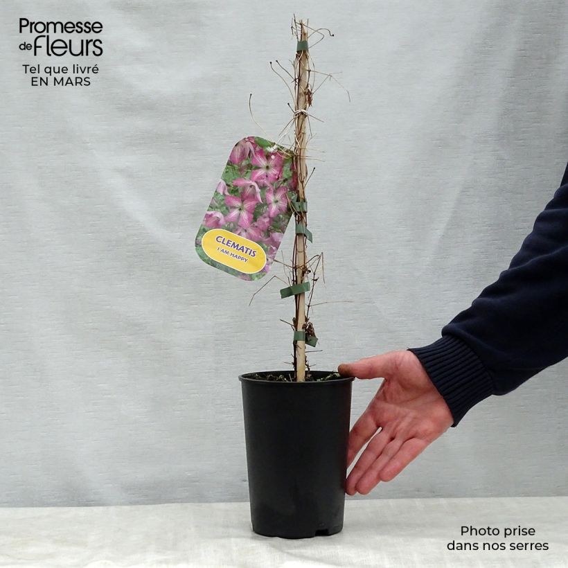 Exemplar von Clematis viticella I am Happy - Waldrebe Topf mit 2L/3L wie im Frühjahr geliefert