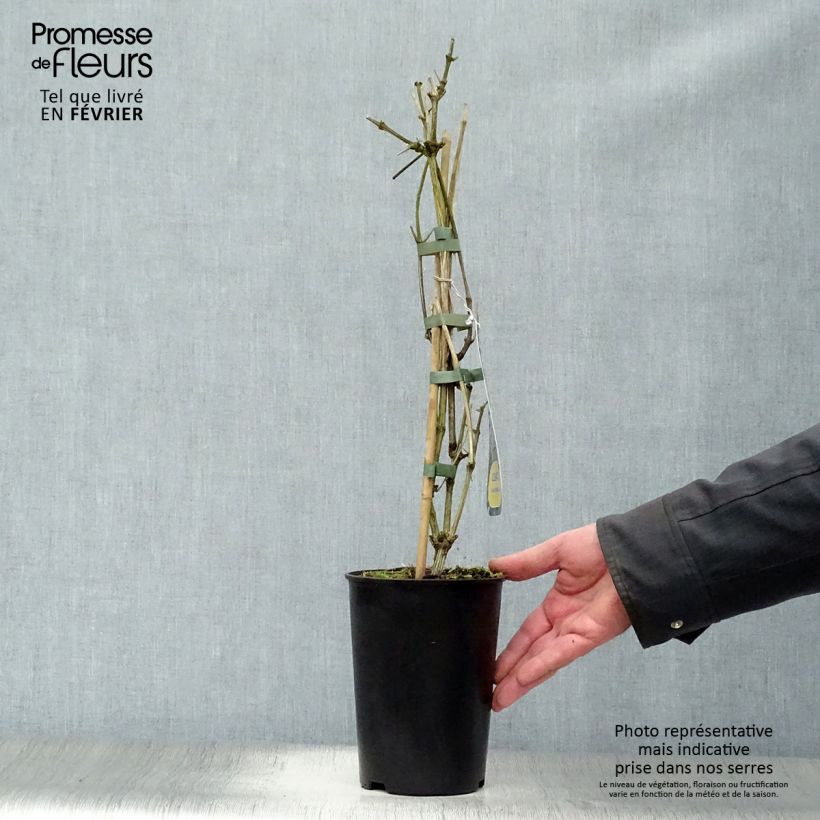 Exemplar von Clematis heracleifolia Stanislaus - Stauden-Waldrebe Topf mit 2L/3L wie im Winter geliefert