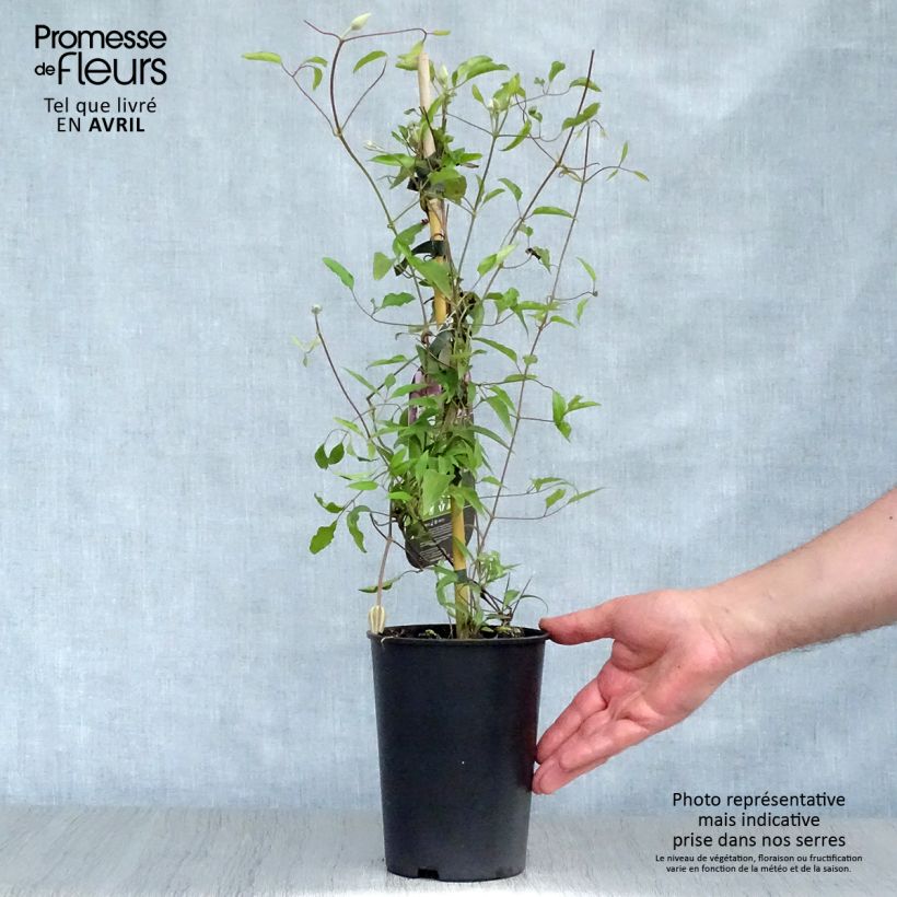 Exemplar von Waldrebe Isabella - Clematis Topf mit 2L/3L wie im Frühjahr geliefert