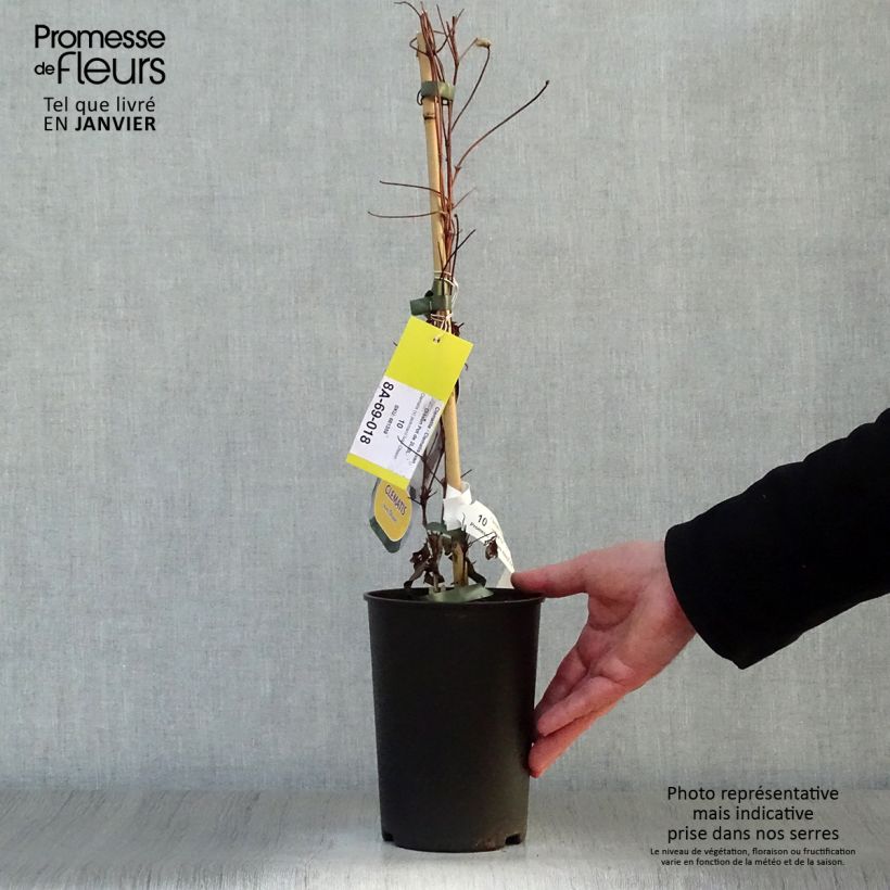 Exemplar von Waldrebe Ivan Olsson - Clematis Topf mit 2L/3L wie im Winter geliefert