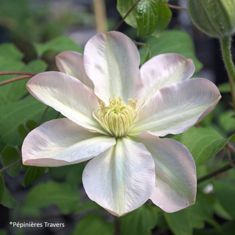 Waldrebe Jeanes Pink - Clematis (Flowering)