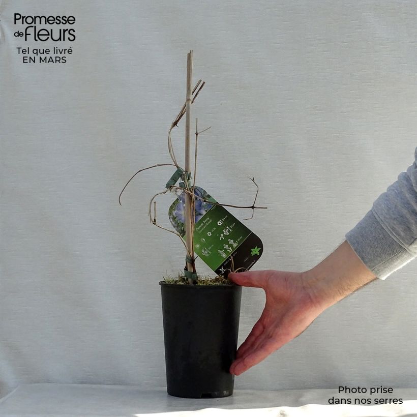 Exemplar von Clematis jackmanii Jenny - Waldrebe Topf mit 2L/3L wie im Frühjahr geliefert