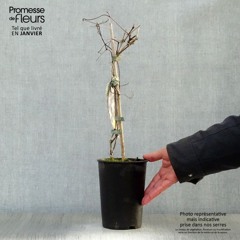 Exemplar von Clematis jackmanii Jenny - Waldrebe Topf mit 2L/3L wie im Winter geliefert
