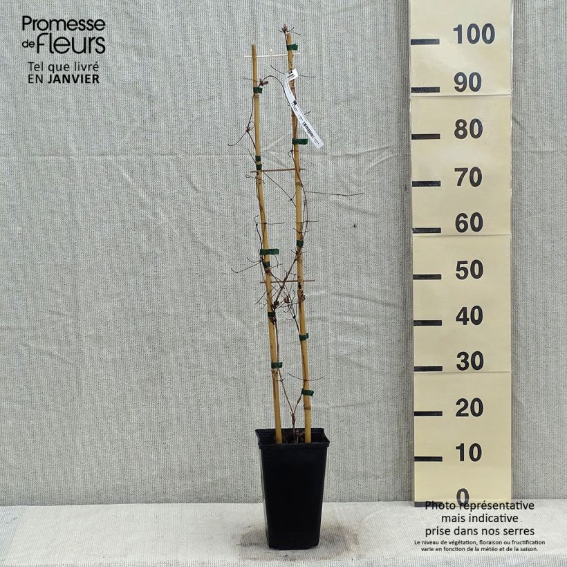 Example of Waldrebe Jan Pawel II - Clematis Topf mit 2L/3L as you get in hiver