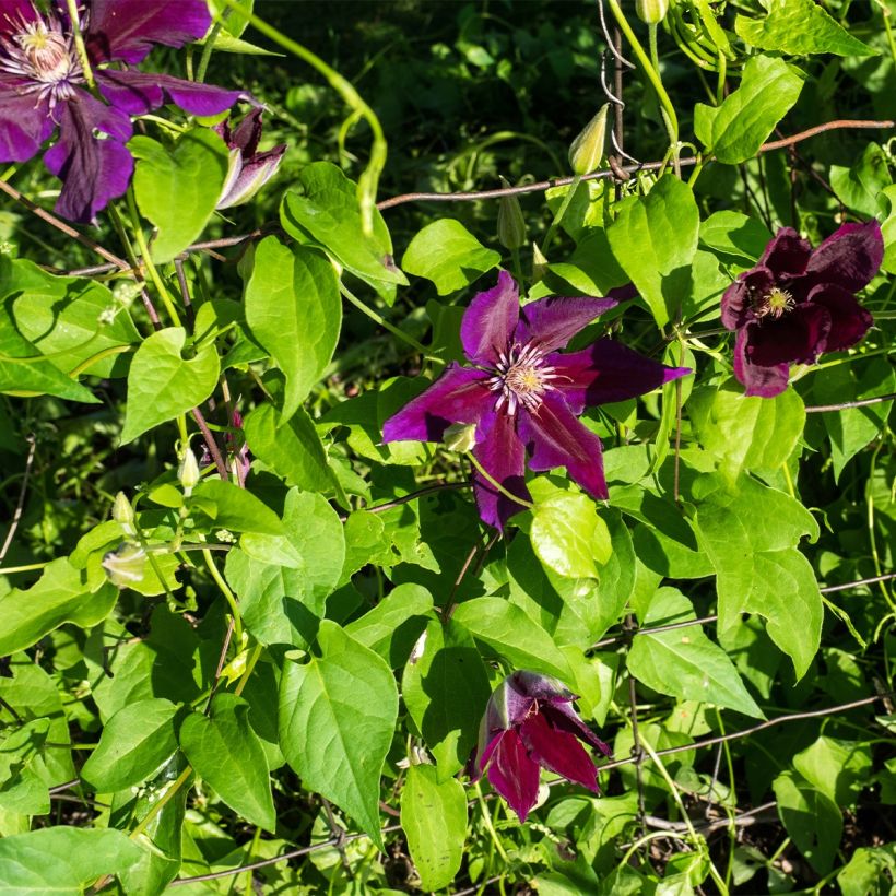 Waldrebe Julka - Clematis (Plant habit)
