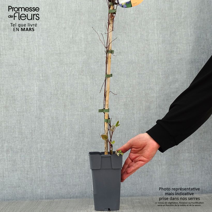 Exemplar von Waldrebe Juuli - Clematis Topf mit 2L/3L wie im Winter geliefert