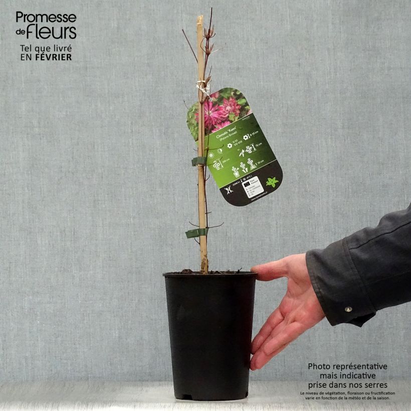 Exemplar von Waldrebe Kaen - Clematis Topf mit 2L/3L wie im Winter geliefert