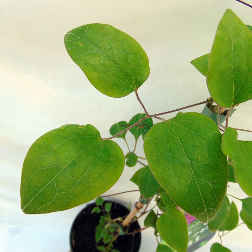 Waldrebe Kakio - Clematis (Foliage)