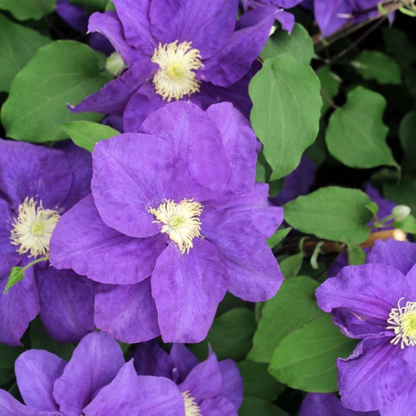 Waldrebe Kingfisher - Clematis (Flowering)