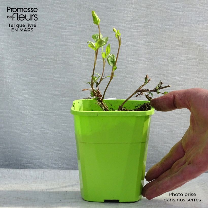 Example of Waldrebe Kokonoe - Clematis Topf mit 1L/1,5L as you get in hiver
