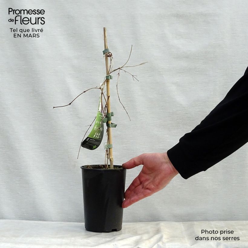 Exemplar von Waldrebe Kokonoe - Clematis Topf mit 2L/3L wie im Frühjahr geliefert