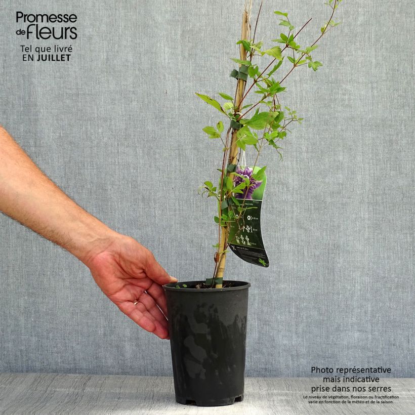 Example of Waldrebe Kokonoe - Clematis Topf mit 2L/3L as you get in ete
