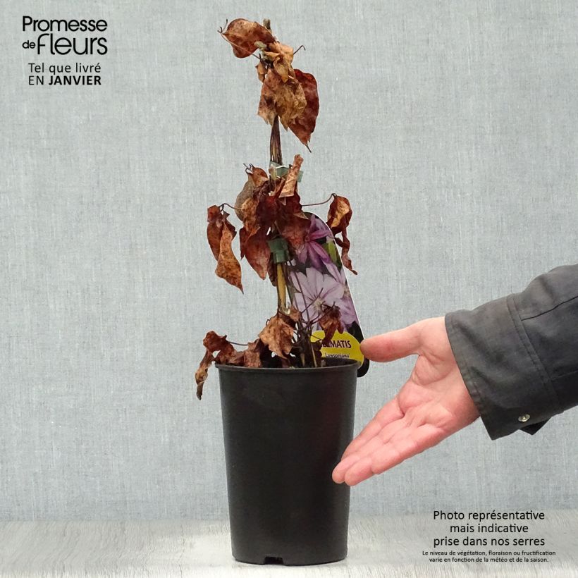 Exemplar von Waldrebe Lawsoniana - Clematis Topf mit 1,5L/2L wie im Winter geliefert