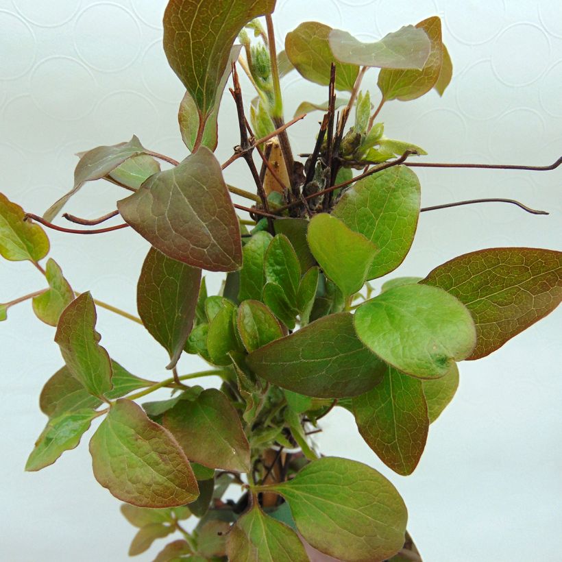 Waldrebe Little Mermaid - Clematis (Foliage)