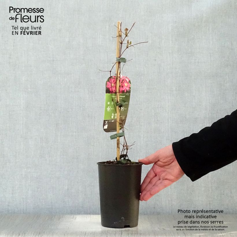 Exemplar von Waldrebe Little Mermaid - Clematis Topf mit 2L/3L wie im Winter geliefert