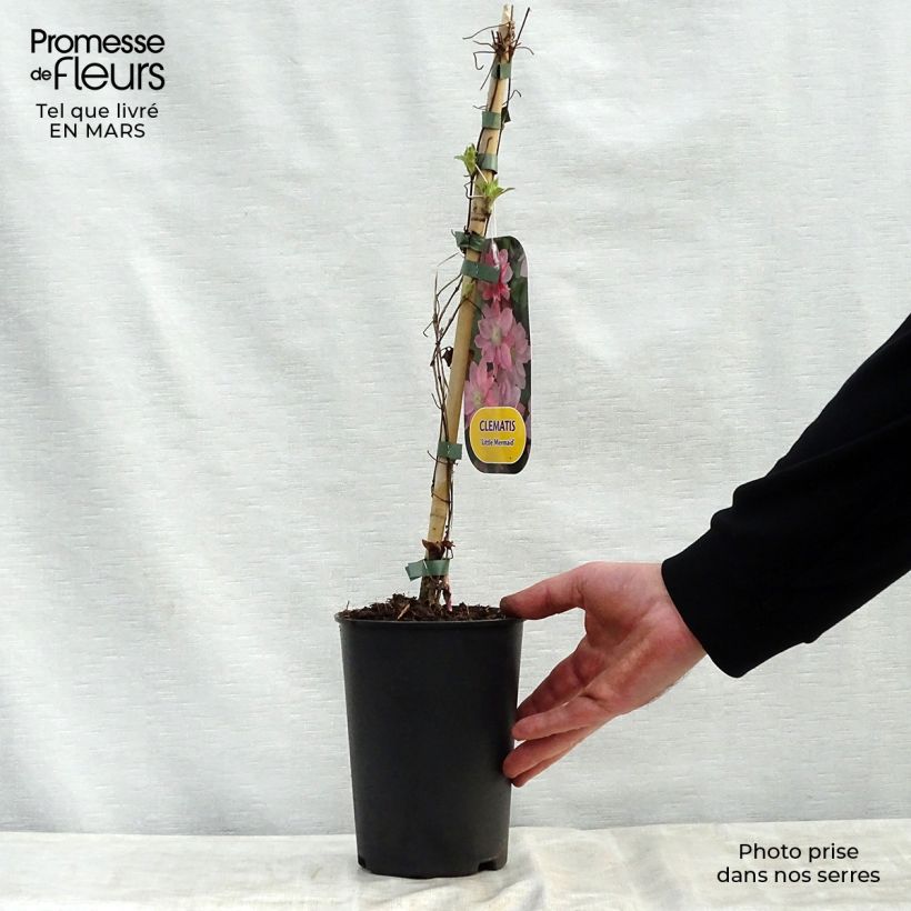 Exemplar von Waldrebe Little Mermaid - Clematis Topf mit 2L/3L wie im Frühjahr geliefert