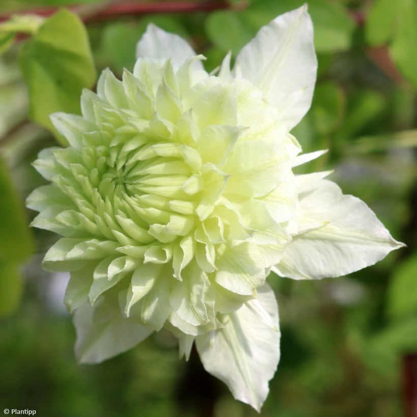 Waldrebe Manju - Clematis (Flowering)