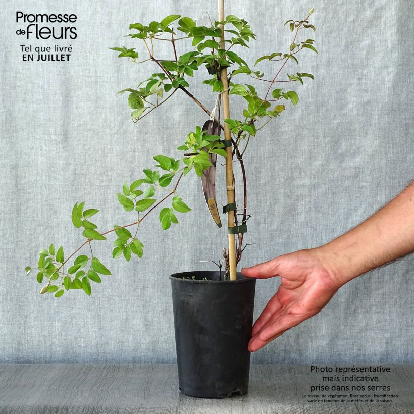 Exemplar von Waldrebe Margaret Hunt - Clematis Topf mit 1,5L/2L wie im Sommer geliefert
