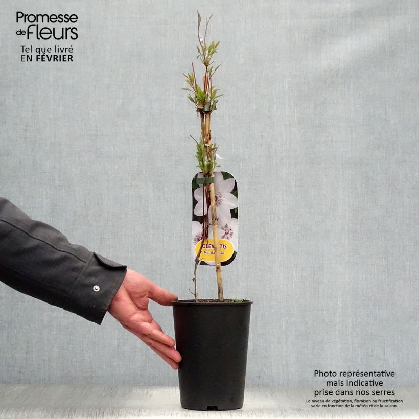 Exemplar von Waldrebe Miss Bateman - Clematis Topf mit 2L/3L wie im Winter geliefert