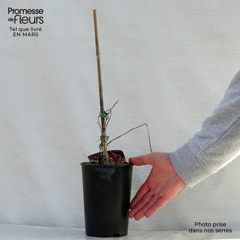 Example of Waldrebe Mon Cherry - Clematis Topf mit 2L/3L as you get in printemps