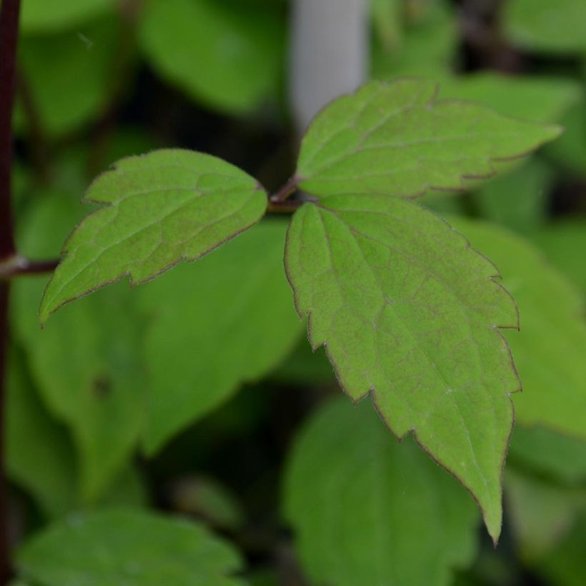 Clematis montana Jacqui - Berg-Waldrebe (Foliage)