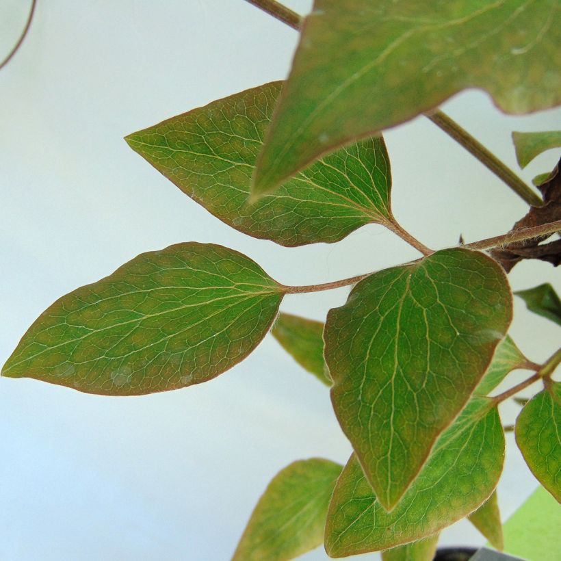 Waldrebe Morning Star - Clematis (Foliage)