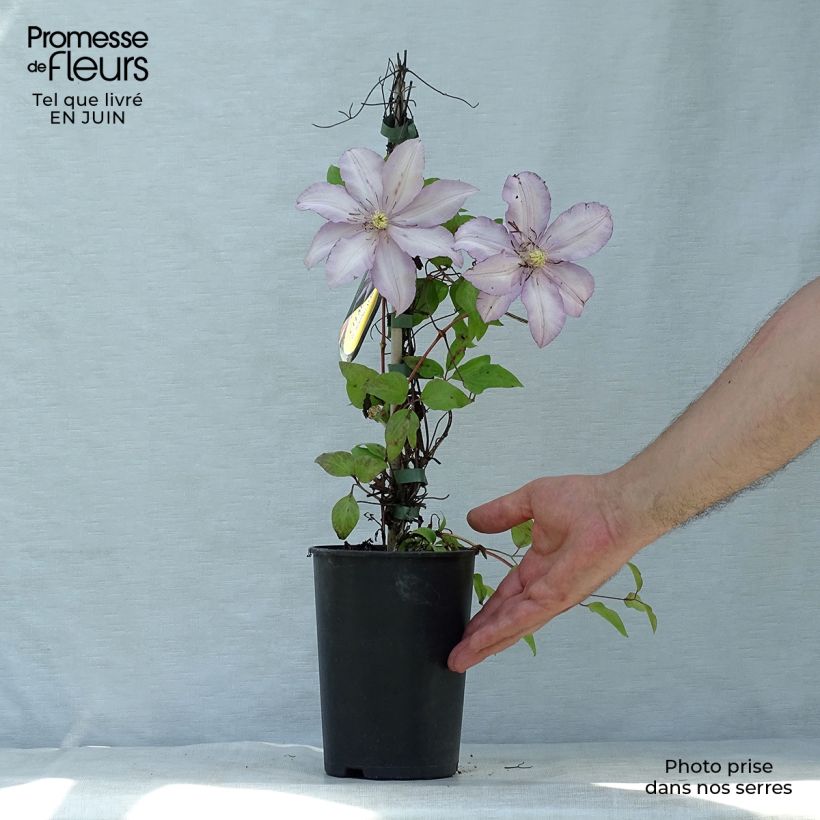 Exemplar von Waldrebe Morning Star - Clematis Topf mit 2L/3L wie im Sommer geliefert