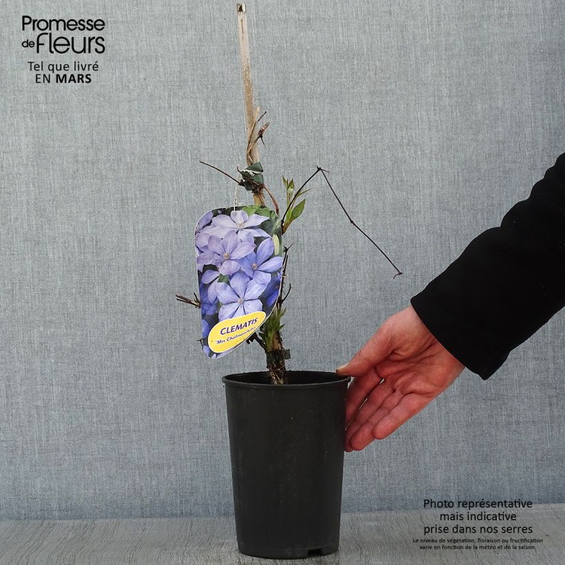 Exemplar von Waldrebe Mrs Cholmondeley - Clematis Topf mit 1,5L/2L wie im Winter geliefert