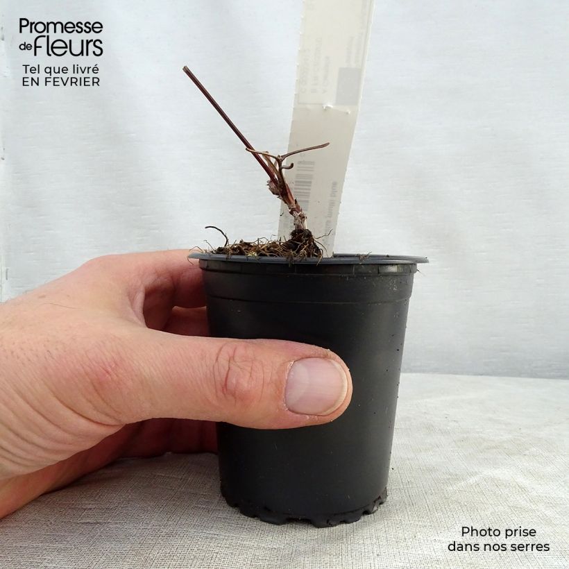 Exemplar von Waldrebe Multi Blue - Clematis Kleine Töpfe von 8/9 cm wie im Winter geliefert