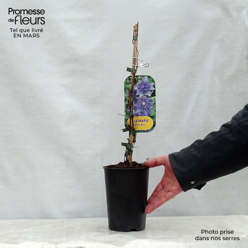 Exemplar von Waldrebe Multi Blue - Clematis Topf mit 2L/3L wie im Frühjahr geliefert
