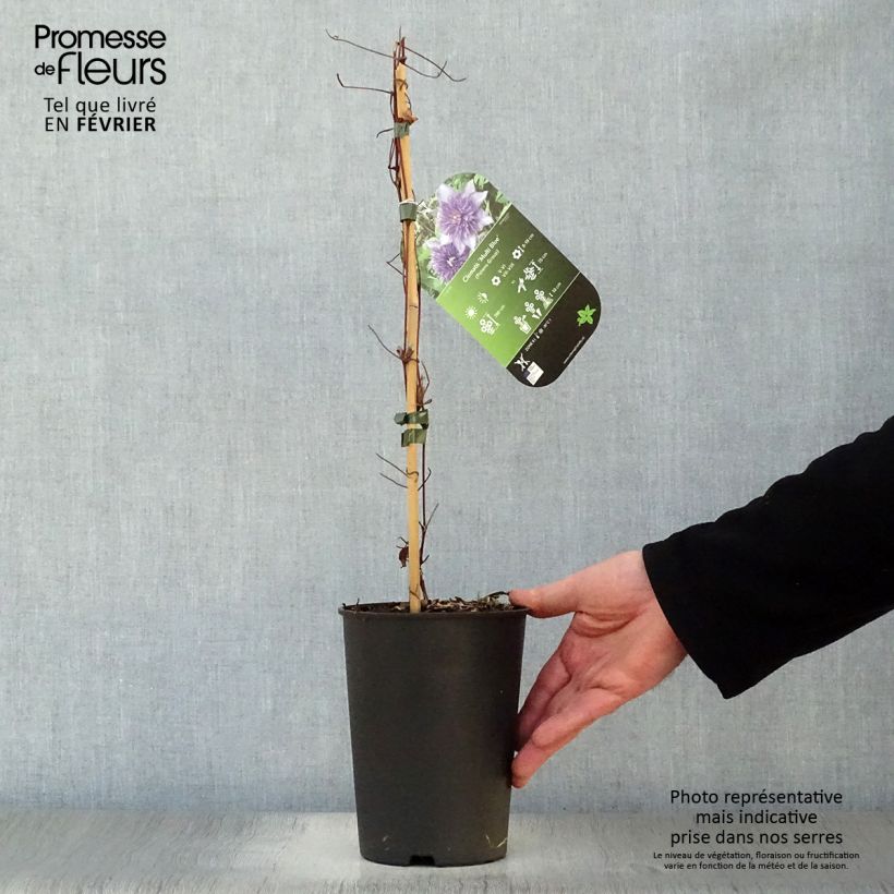 Exemplar von Waldrebe Multi Blue - Clematis Topf mit 2L/3L wie im Winter geliefert