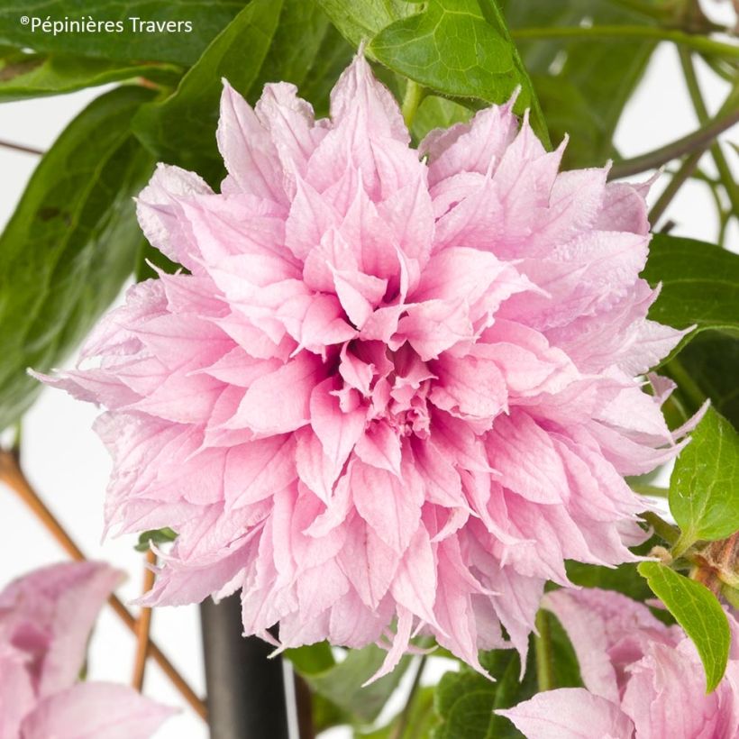 Waldrebe Multi Pink - Clematis (Flowering)