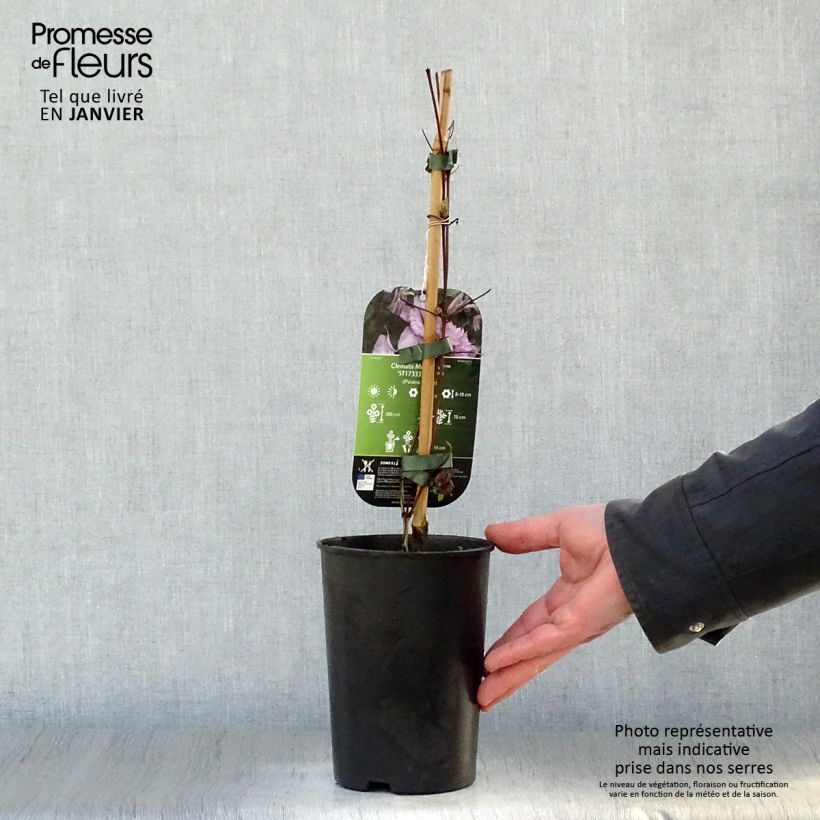 Exemplar von Waldrebe Multi Pink - Clematis Topf mit 2L/3L wie im Winter geliefert