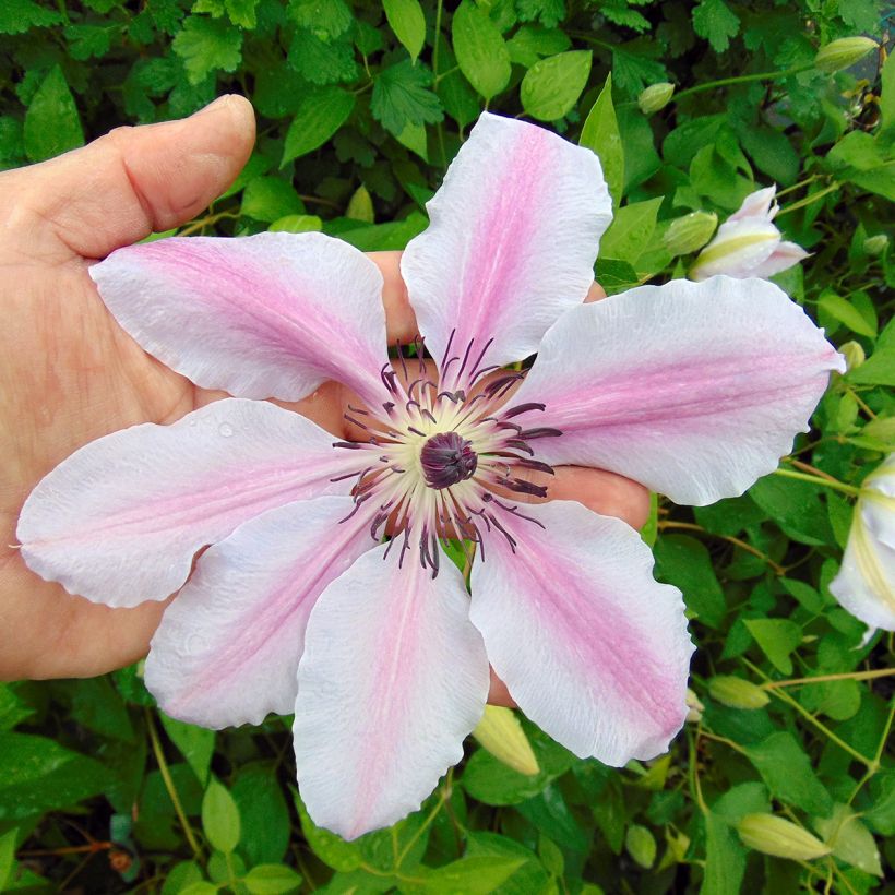 Clematis lanuginosa Nelly Moser - Waldrebe (Flowering)