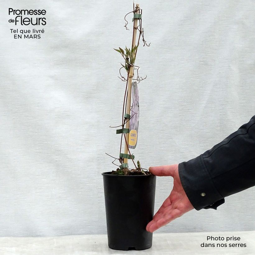 Exemplar von Clematis lanuginosa Nelly Moser - Waldrebe Topf mit 2L/3L wie im Frühjahr geliefert