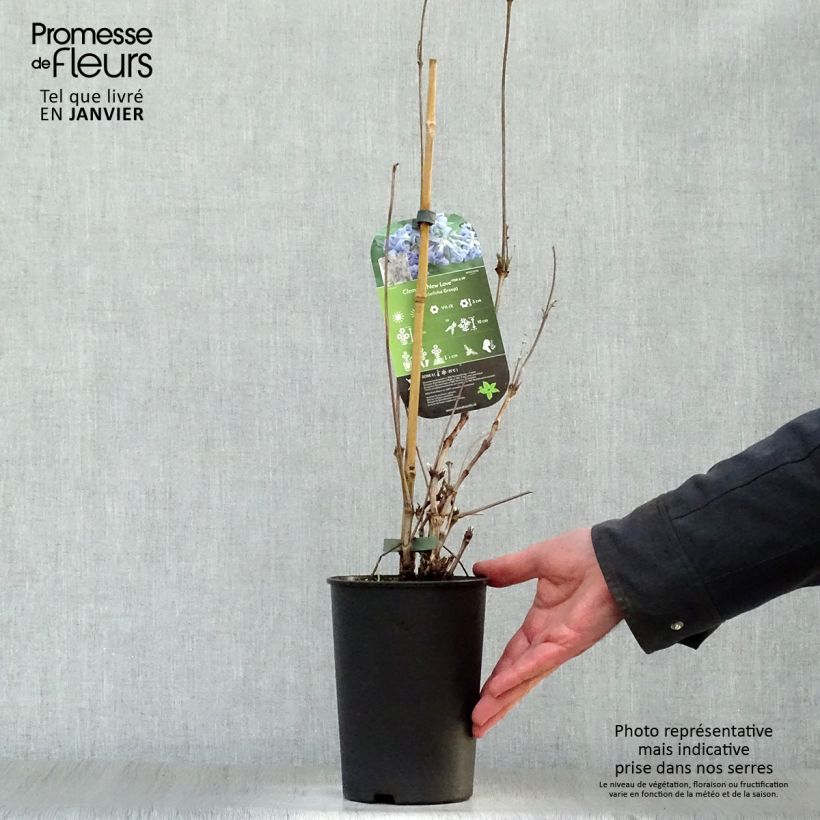 Exemplar von Waldrebe New Love - Clematis Topf mit 2L/3L wie im Winter geliefert