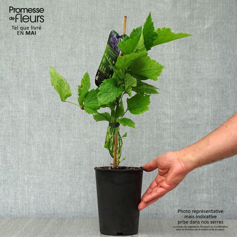 Exemplar von Waldrebe New Love - Clematis Topf mit 2L/3L wie im Frühjahr geliefert