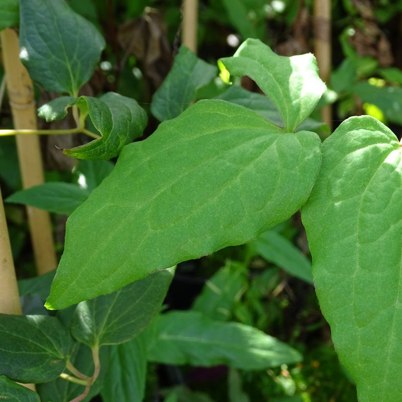 Waldrebe Niobe - Clematis (Foliage)
