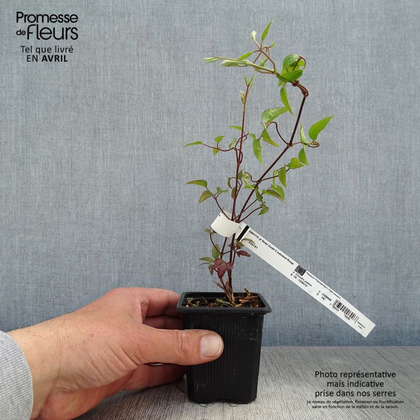 Exemplar von Waldrebe Niobe - Clematis Kleine Töpfe von 8/9 cm wie im Frühjahr geliefert