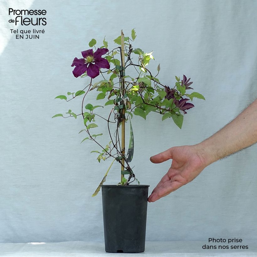 Example of Waldrebe Niobe - Clematis Topf mit 2L/3L as you get in ete