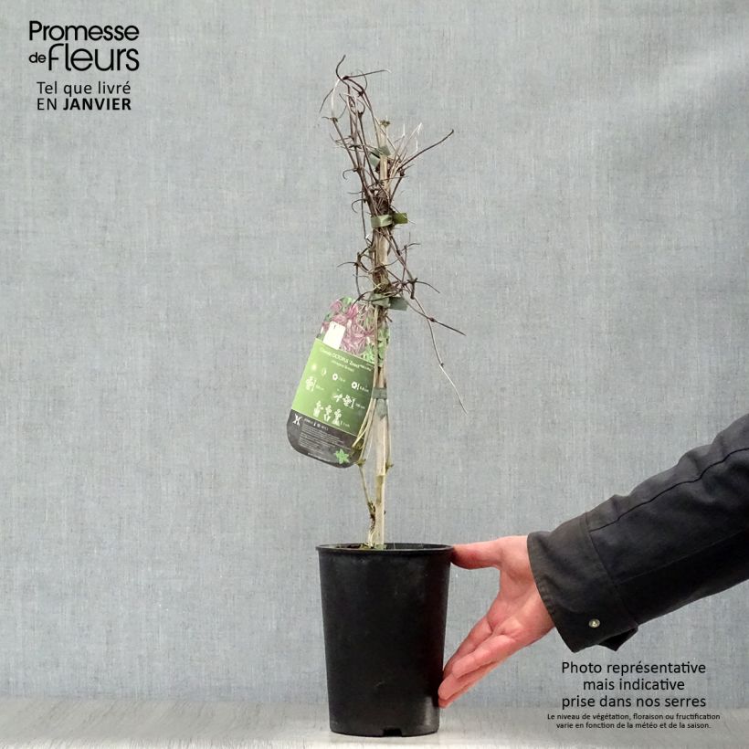 Exemplar von Waldrebe Octopus - Clematis Topf mit 2L/3L wie im Winter geliefert