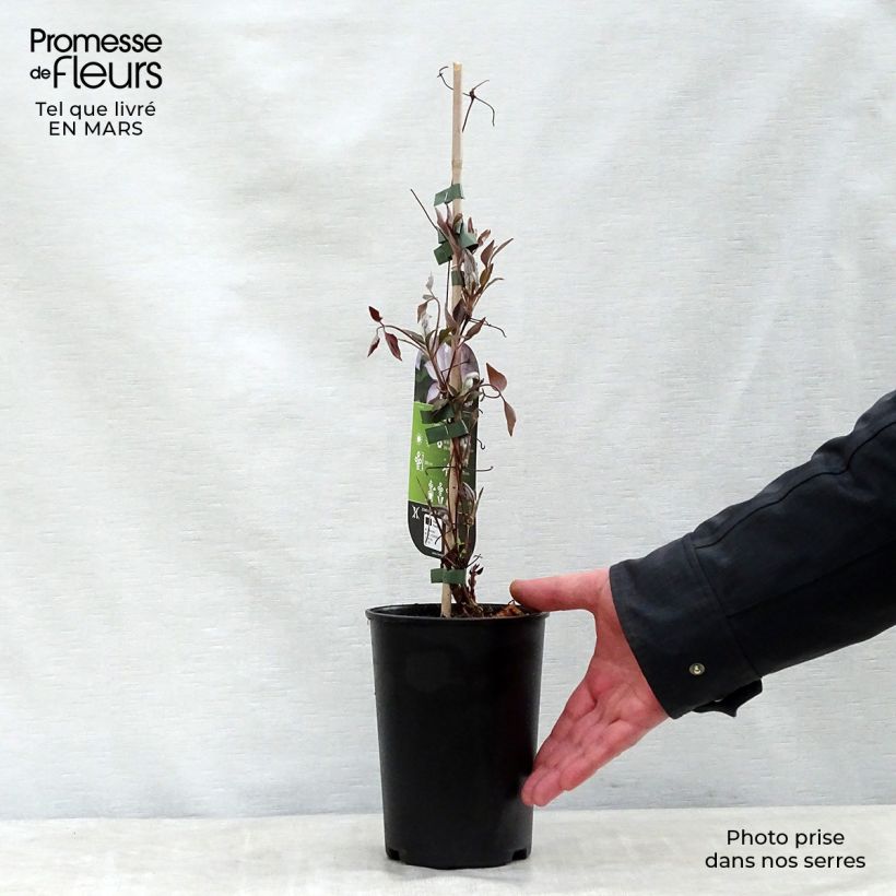 Exemplar von Waldrebe Omoshiro - Clematis Topf mit 2L/3L wie im Frühjahr geliefert