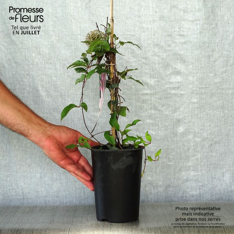 Exemplar von Waldrebe Omoshiro - Clematis Topf mit 2L/3L wie im Sommer geliefert