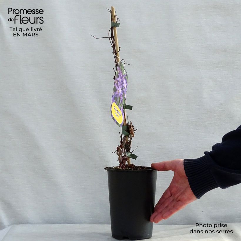 Exemplar von Waldrebe Palette - Clematis Topf mit 2L/3L wie im Frühjahr geliefert