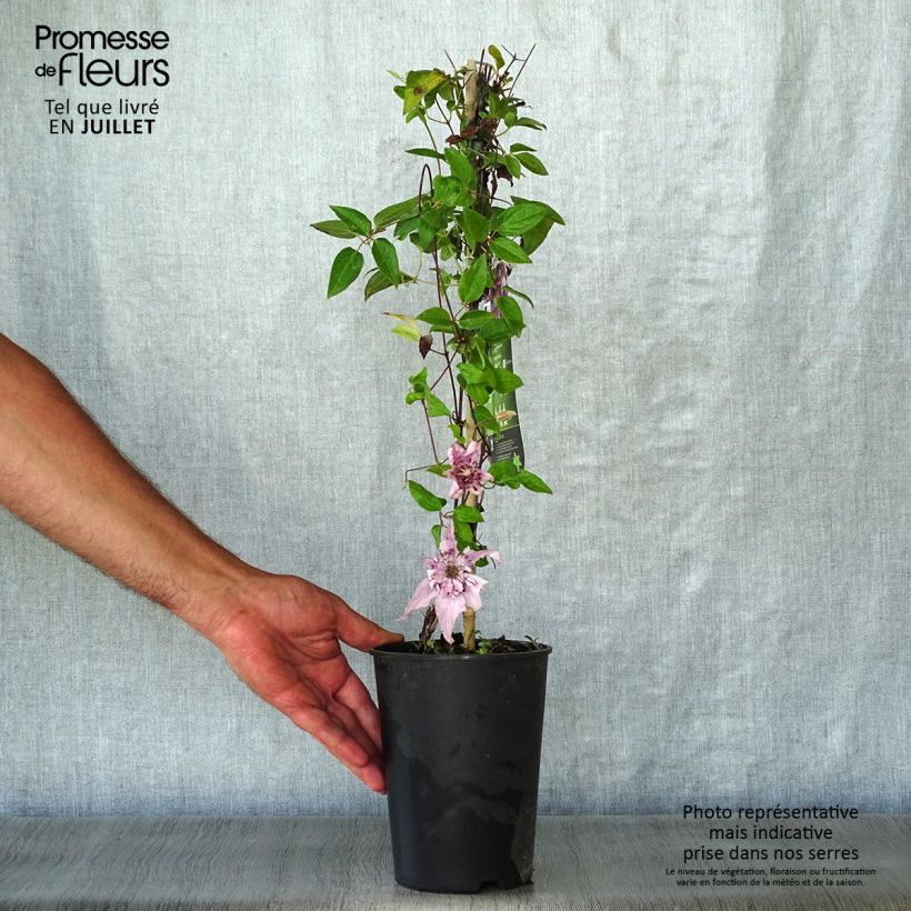 Exemplar von Waldrebe Palette - Clematis Topf mit 2L/3L wie im Sommer geliefert