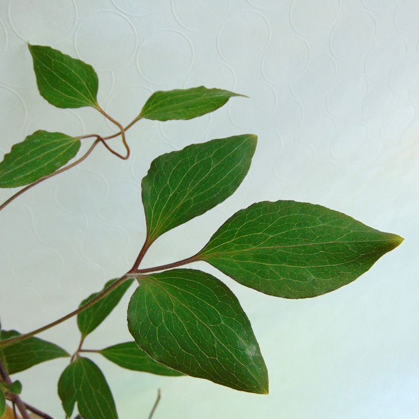 Waldrebe Patricia Ann Fretwell - Clematis (Foliage)