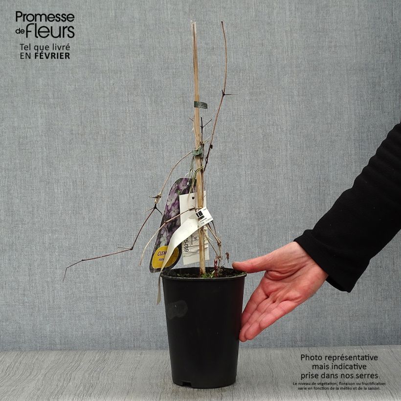 Exemplar von Waldrebe Pernille - Clematis Topf mit 2L/3L wie im Winter geliefert