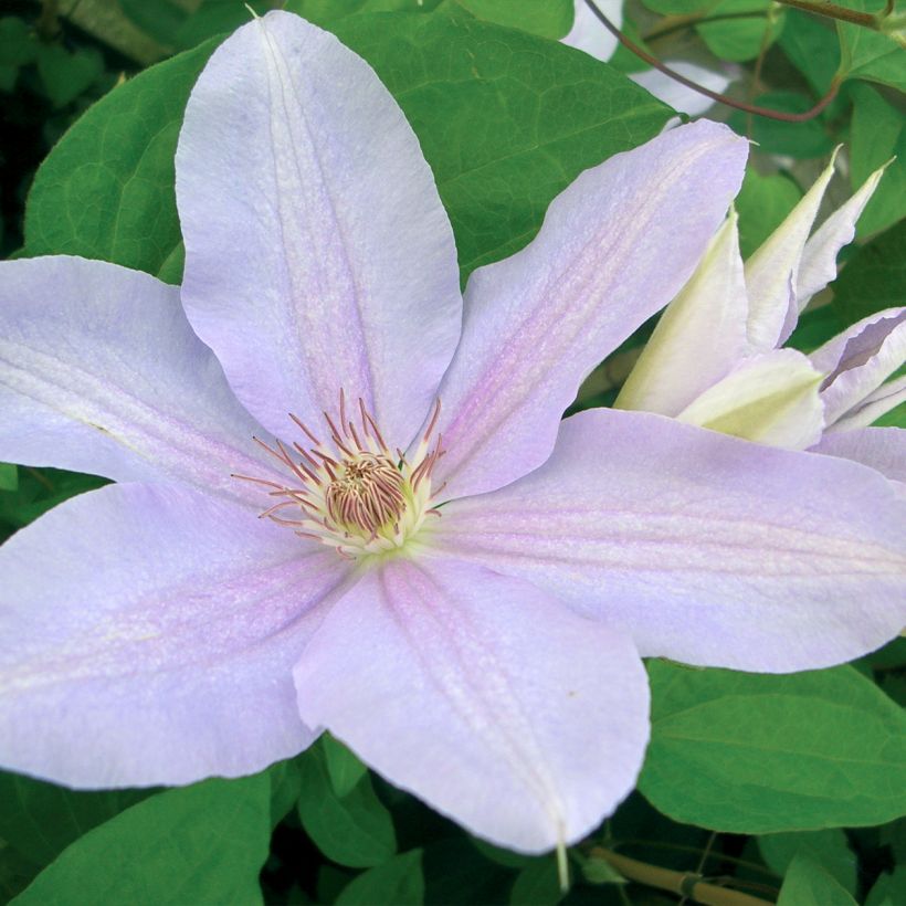 Waldrebe Péveril Pearl - Clematis (Flowering)